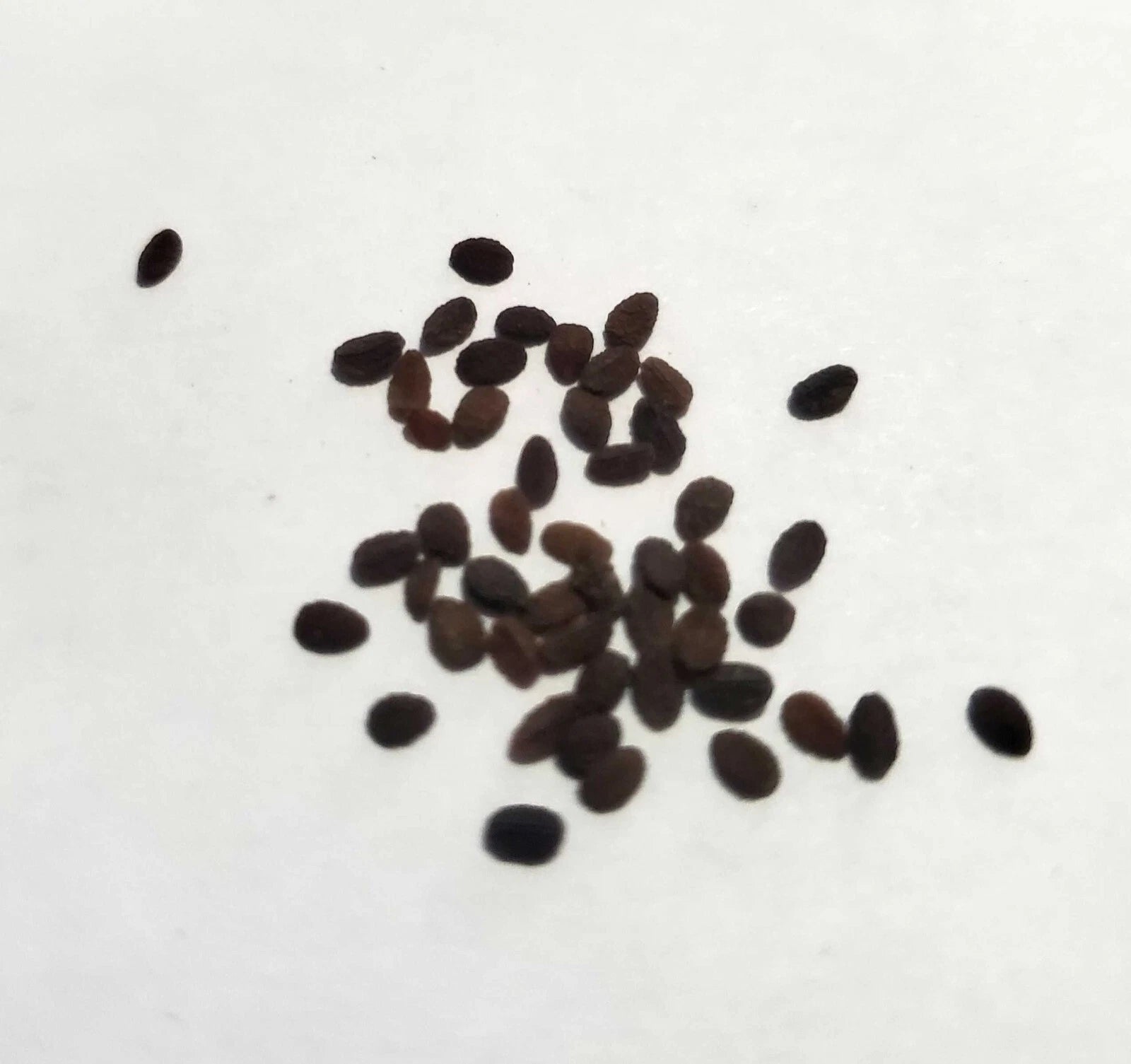 Red Drummond Phlox Flower Seeds - - Pollinator - Shipping Phlox sp. heirloom non-gmo seeds