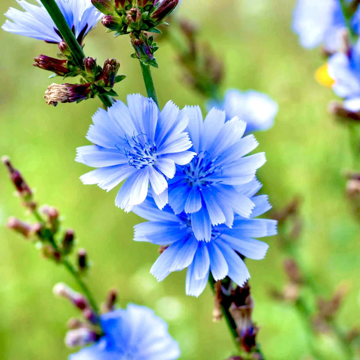 Chicory Seeds Blue Perennial Coffee Subst Flowers Shipping heirloom non-gmo seeds