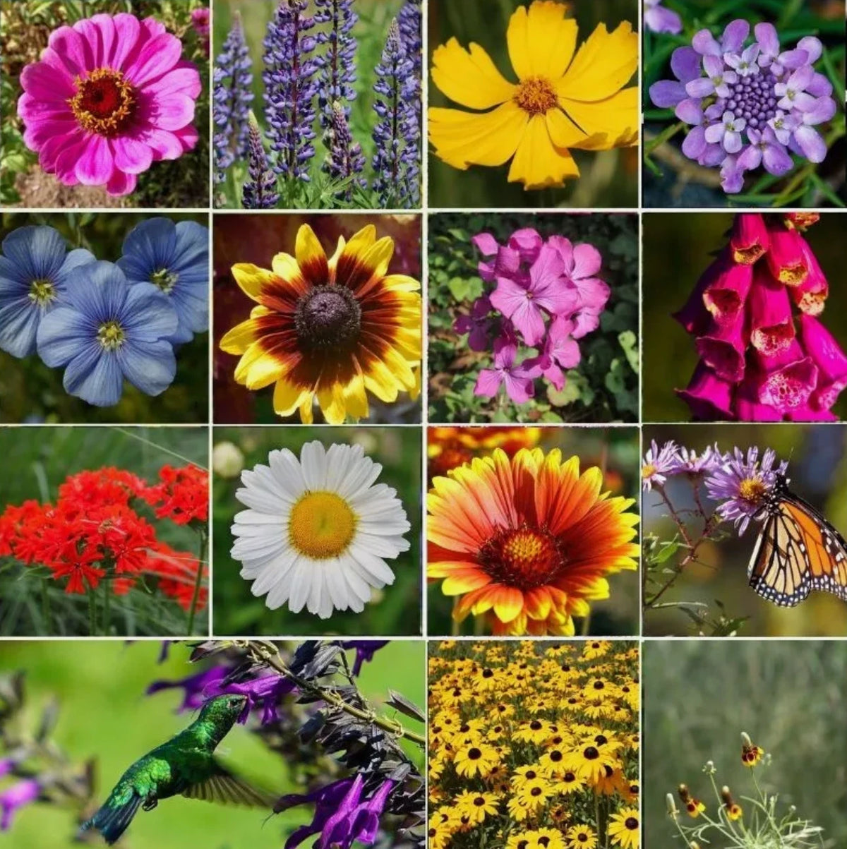 ALL PERENNIAL Wild Flower Mix Pollinator Garden Seeds heirloom non-GMO seeds