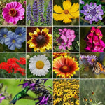 ALL PERENNIAL Wild Flower Mix Pollinator Garden Seeds heirloom non-GMO seeds