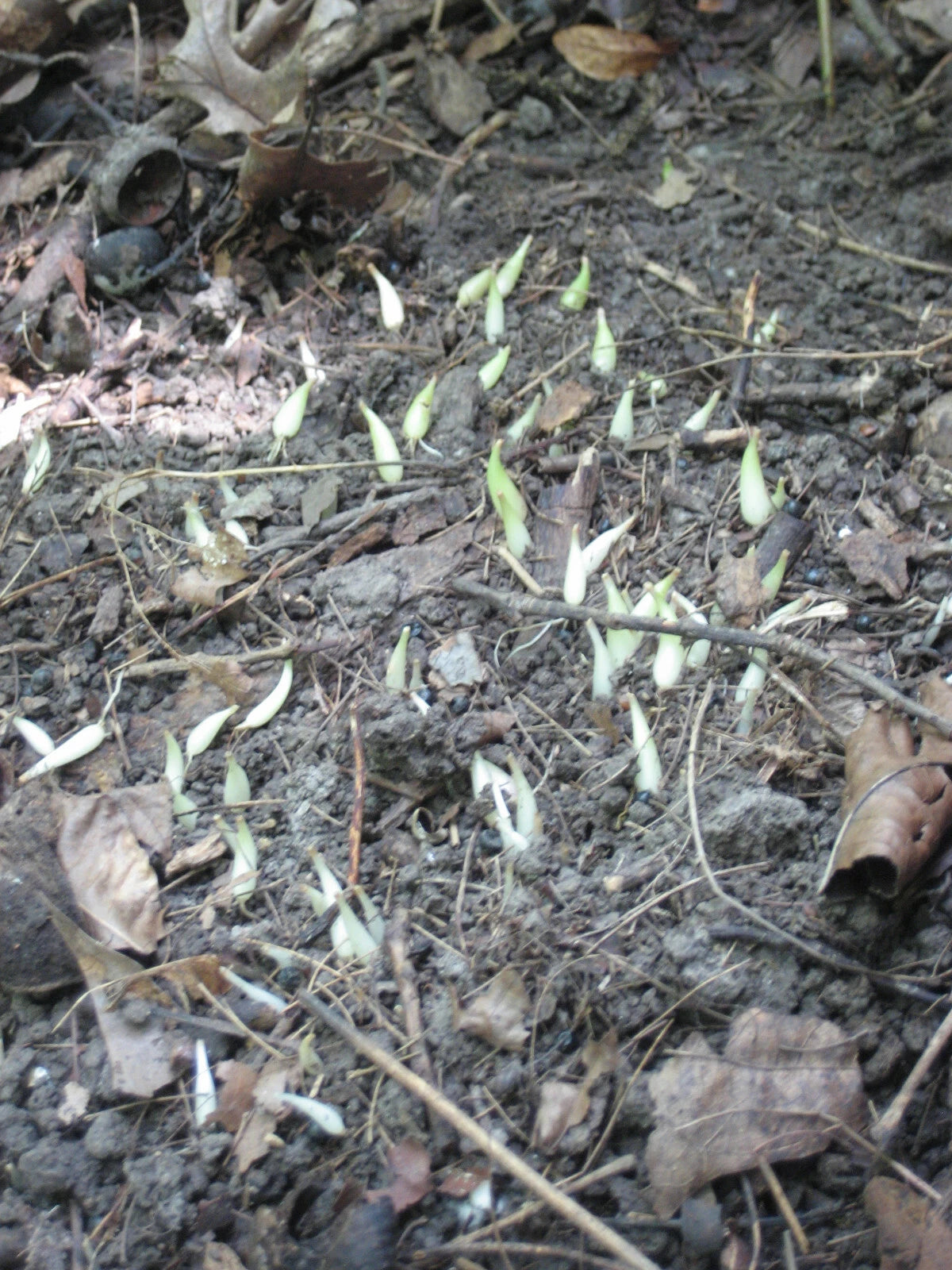 OZ WILD LEEKS RAMPS SEEDS oz RAMSOM BEARS GARLIC ALLIUM TRICOCCUM – Heirloom, Non-GMO, High Germination Organic Garden Seeds