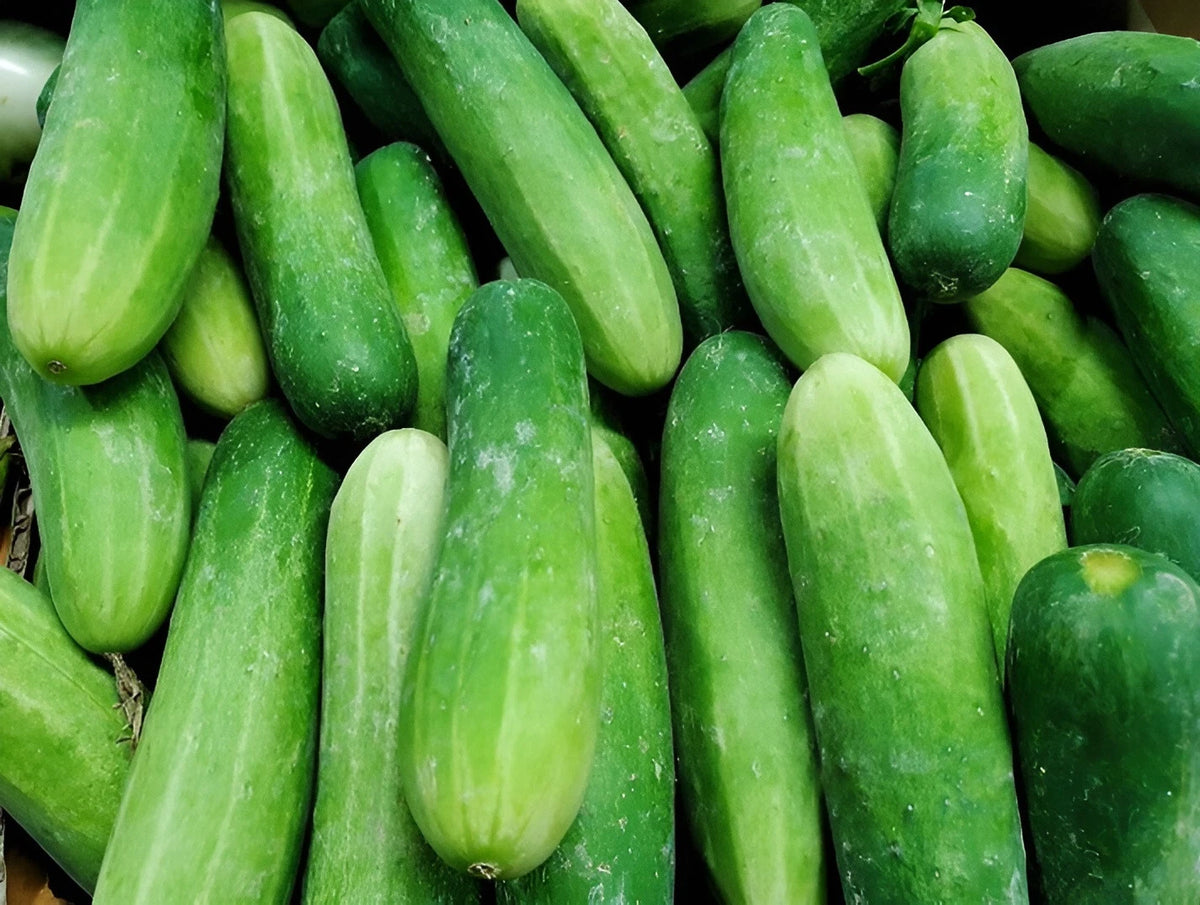 Ashley Cucumber Seeds - Sweet Crisp NO Bitterness Thin Skinned heirloom non-gmo seeds