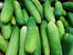 Ashley Cucumber Seeds - Sweet Crisp NO Bitterness Thin Skinned heirloom non-gmo seeds
