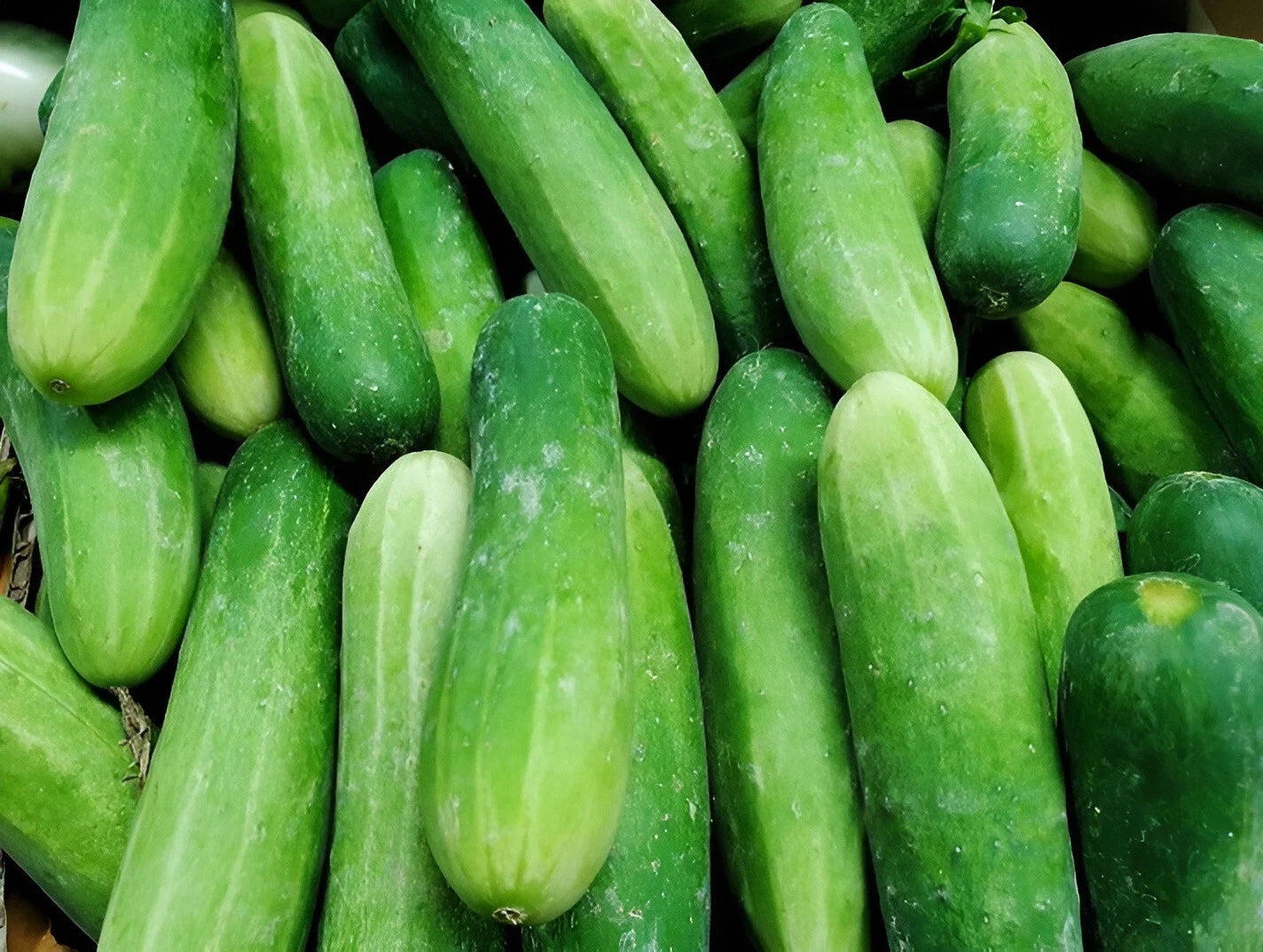 Ashley Cucumber Seeds - Sweet Crisp NO Bitterness Thin Skinned heirloom non-gmo seeds