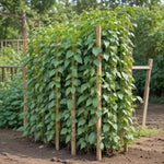 Blue Lake Stringless Green Pole Bean Seeds EASY HEARTY FLORIDA GROWN heirloom non-gmo seeds