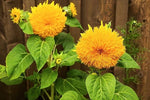 GIANT TEDDY BEAR SUNFLOWER SEEDS - FEET TALL ----------------------- RARE Helianthus annuus heirloom non-gmo seeds