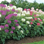 Cleome LANDSCAPER S BULK Mixed Colors Spider Plant Seeds heirloom non-gmo seeds
