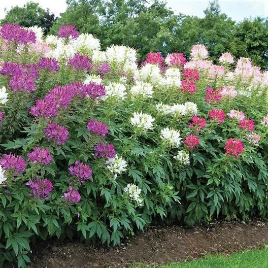 Cleome LANDSCAPER S BULK Mixed Colors Spider Plant Seeds heirloom non-gmo seeds