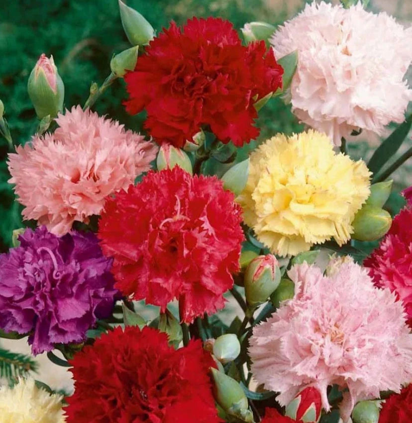 Carnation CHABAUD Mix Pollinators Fragrant Cut Flowers Florist Seeds heirloom non-gmo seeds