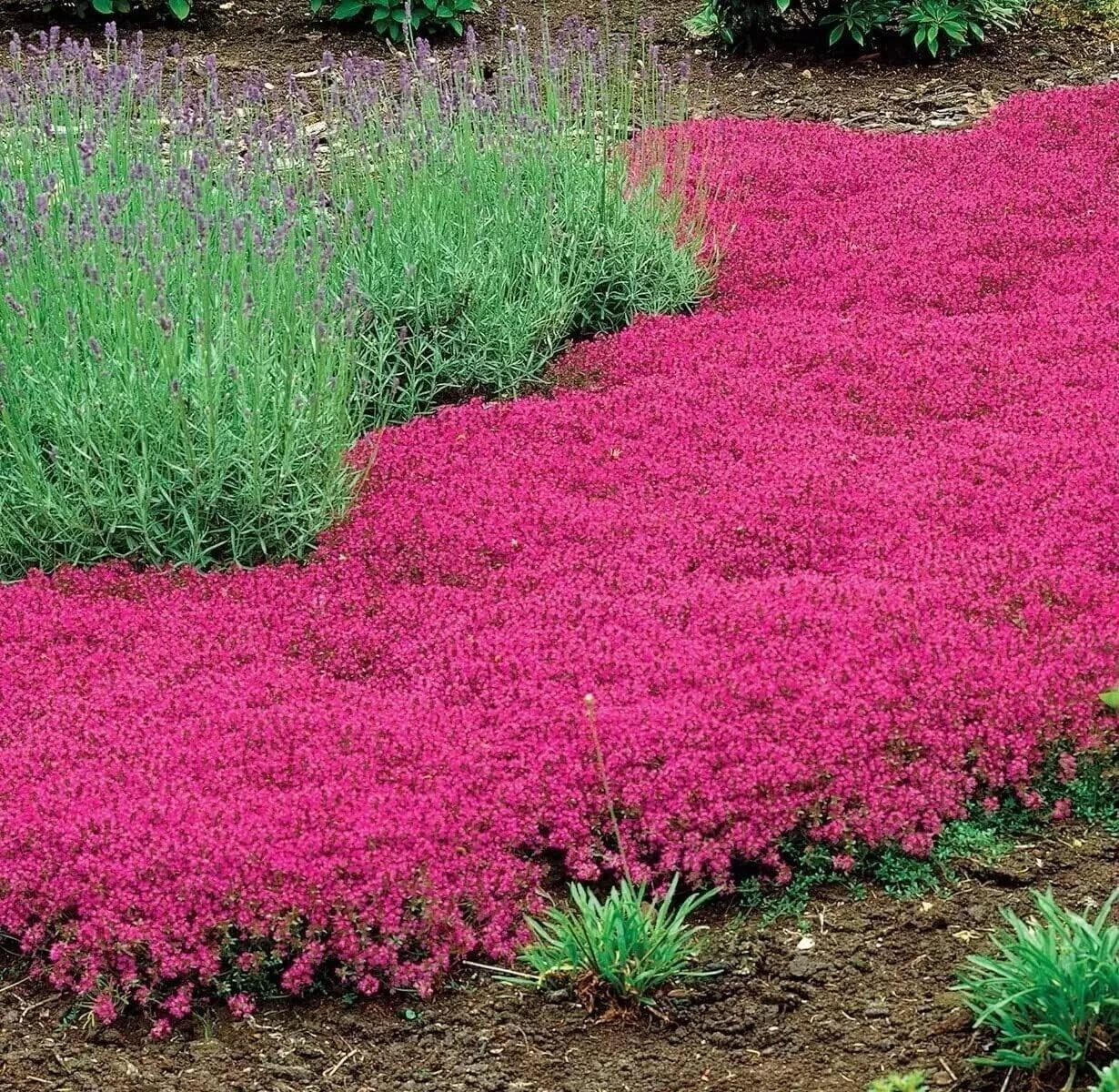 Red Creeping Thyme Seeds -- Groundcover heirloom non-gmo seeds