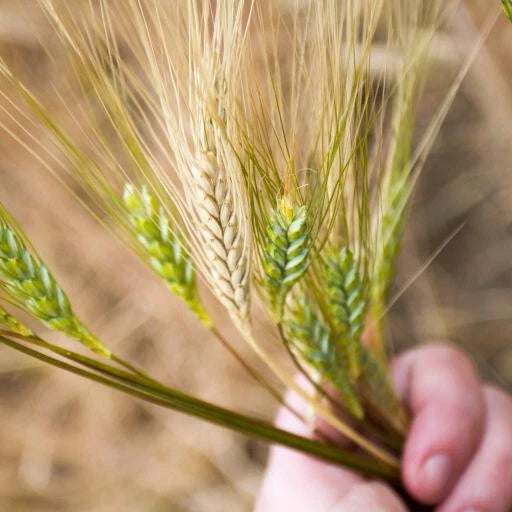 Emmer Farro Seeds ANCIENT WHEAT GRAIN EXTREMELY RARE heirloom non-GMO seeds