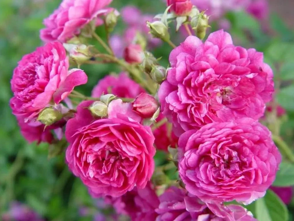 Sweet Chariot Rose Seeds - Seeds - Rose Flower Gardening – Heirloom, Non-GMO, High Germination Organic Garden Seeds