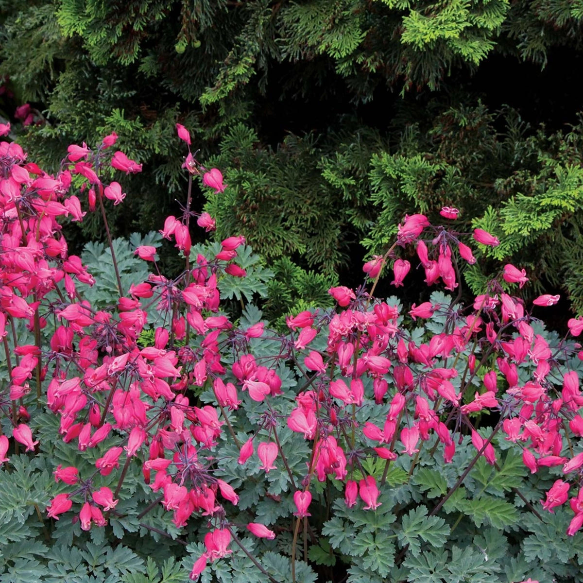 Amore Rose Bleeding Heart Seeds Dicentra Spectabilis Flowers Seed US SELL heirloom non-gmo seeds