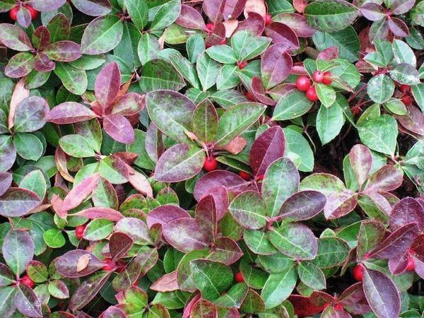 Gaultheria procumbens American Wintergreen Eastern Teaberry Seeds – Heirloom, Non-GMO, High Germination Organic Garden Seeds