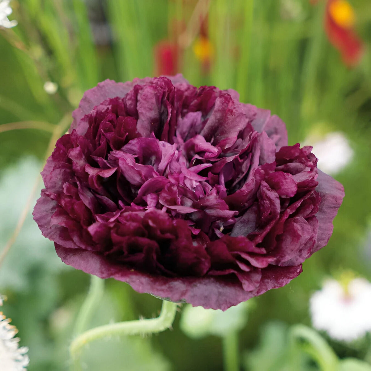 Double Black Peony Poppy Seeds - P Somniferum - Almost Black Blooms – Heirloom, Non-GMO, High Germination Organic Garden Seeds