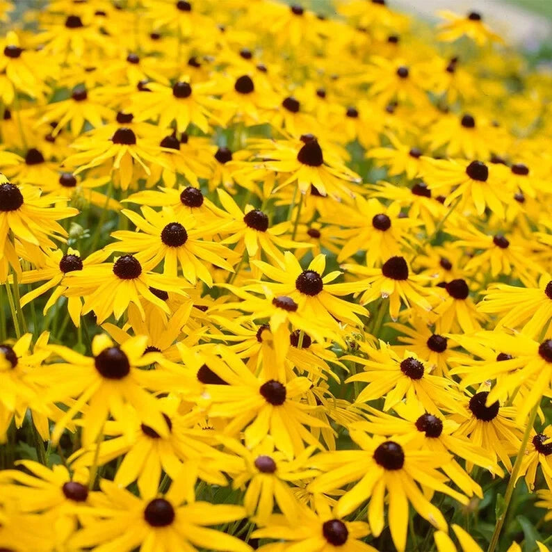 Black Eyed Susan Flower Seeds Big Sunflower Sun Flower Indian Summer – Heirloom, Non-GMO, High Germination Organic Garden Seeds