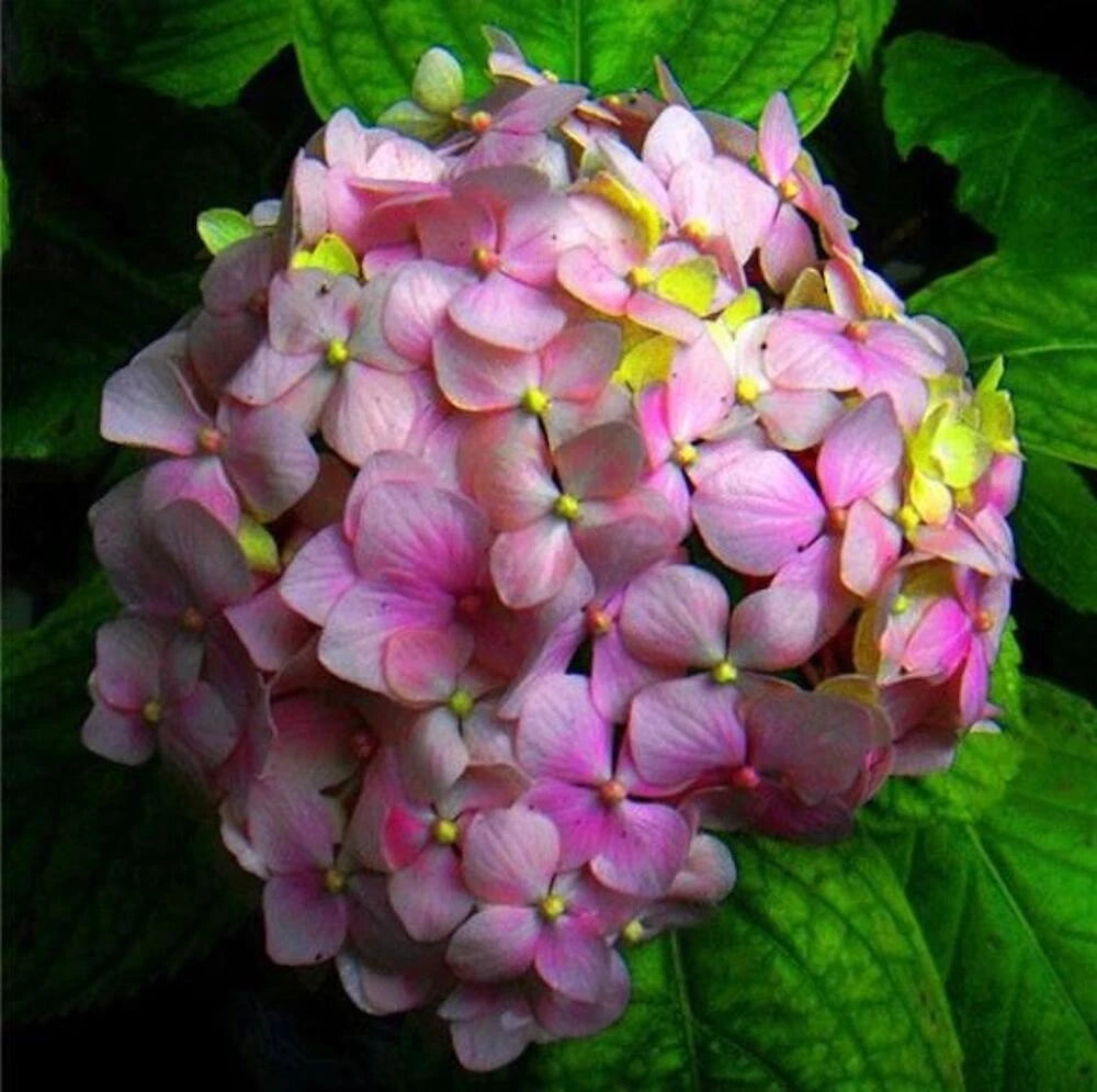 for Pink Green HYDRANGEA RARE flower exotic bush plant Seller heirloom non-gmo seeds