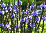 BLUE VERVAIN Seeds Native Wildflower Herb Tea Perennial Drought Garden Easy Various Wildflower Species heirloom non-gmo seeds