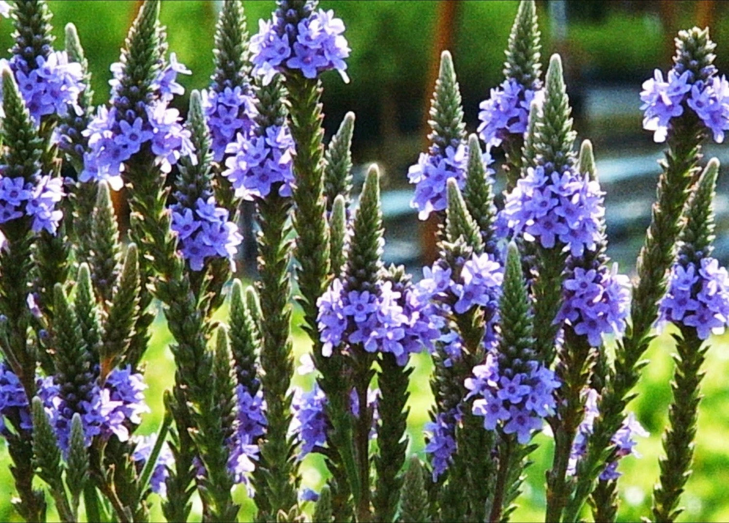 BLUE VERVAIN Seeds Native Wildflower Herb Tea Perennial Drought Garden Easy Various Wildflower Species heirloom non-gmo seeds