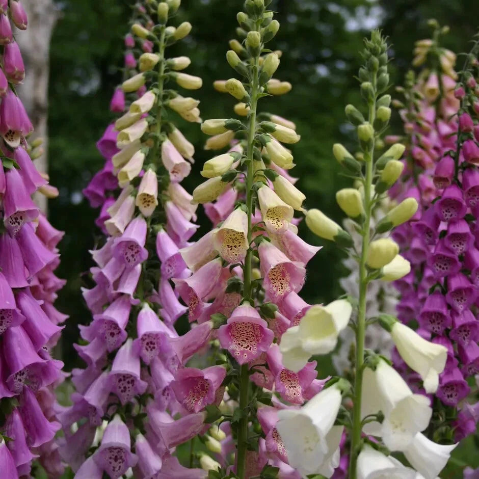 Foxy Mix Foxglove Seeds Shipping Deer Resistant – Heirloom, Non-GMO, High Germination Organic Garden Seeds