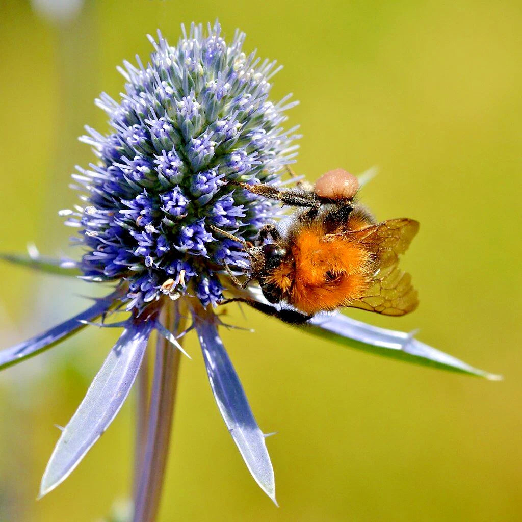 BLUE SEA HOLLY Seeds Eryngium planum Perennial Flower Garden Plant Seeds – Heirloom, Non-GMO, High Germination Organic Garden Seeds