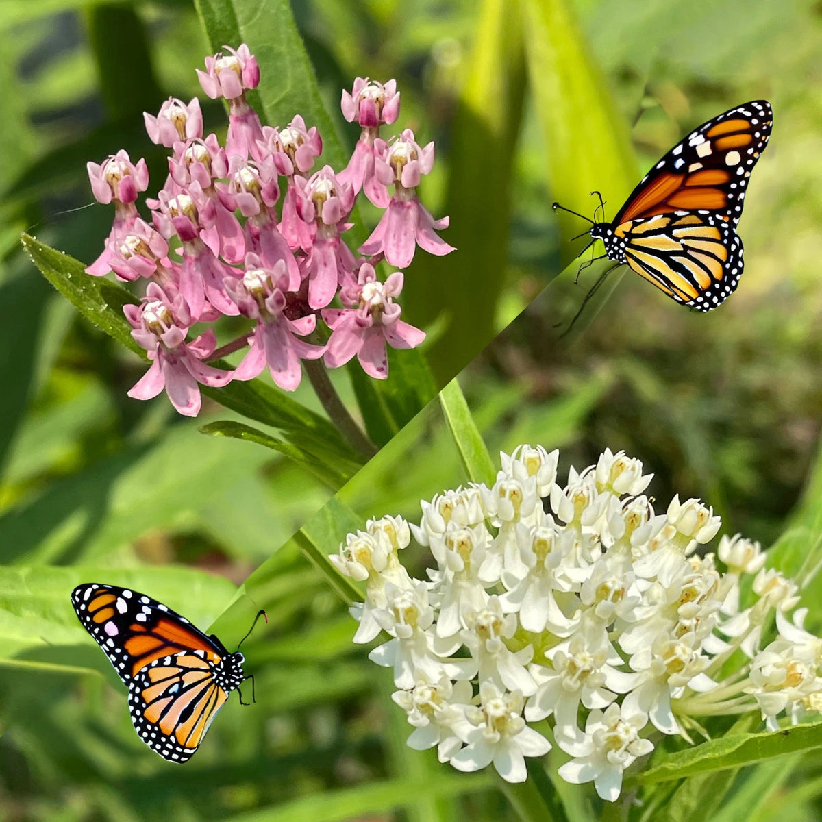 Swamp Milkweed Butterfly Seeds White Asclepias Perennis Pink Incarnata heirloom non-GMO seeds