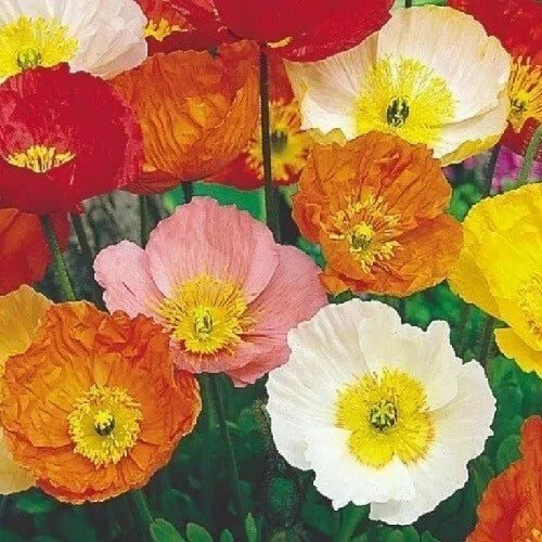 Bulk Perennial Icelandic Poppy Seeds Mixed Colors Papaver sp. heirloom non-gmo seeds