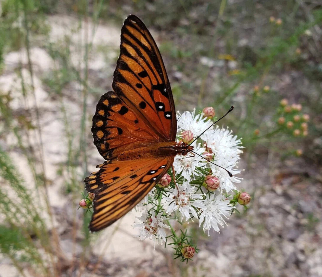 Summer Farewell Seeds Dalea pinnata Florida Native Flower Gulf Coast heirloom non-gmo seeds