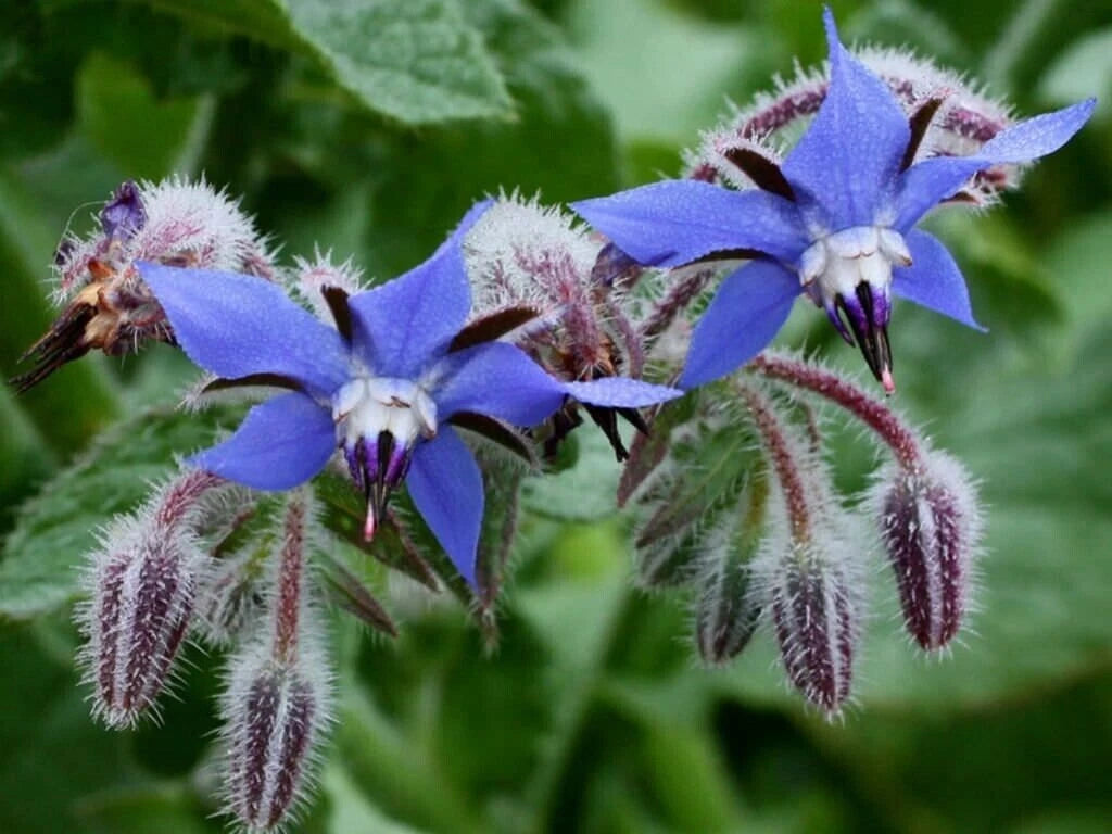 Borage Herb Seeds - Pest Repellent heirloom non-gmo seeds