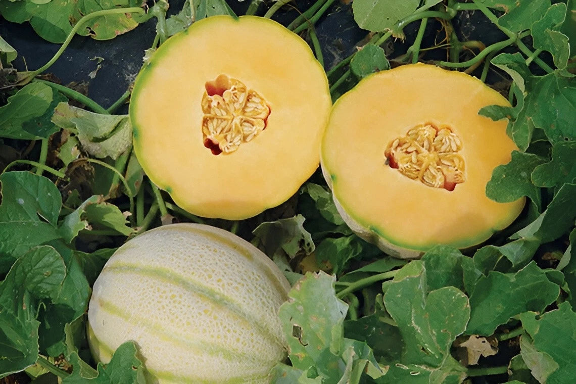 Extra Sweet Tuscany Cantaloupe Seeds - Large - Intensly Sweet – Heirloom, Non-GMO, High Germination Organic Garden Seeds