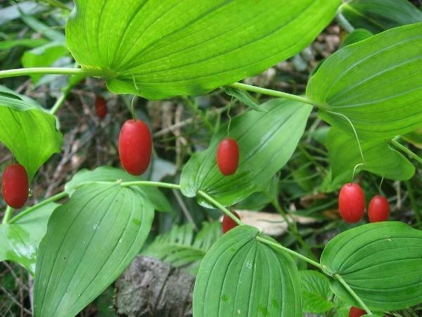 Streptopus amplexifolius Clasping Twistedstalk Seeds heirloom non-gmo seeds