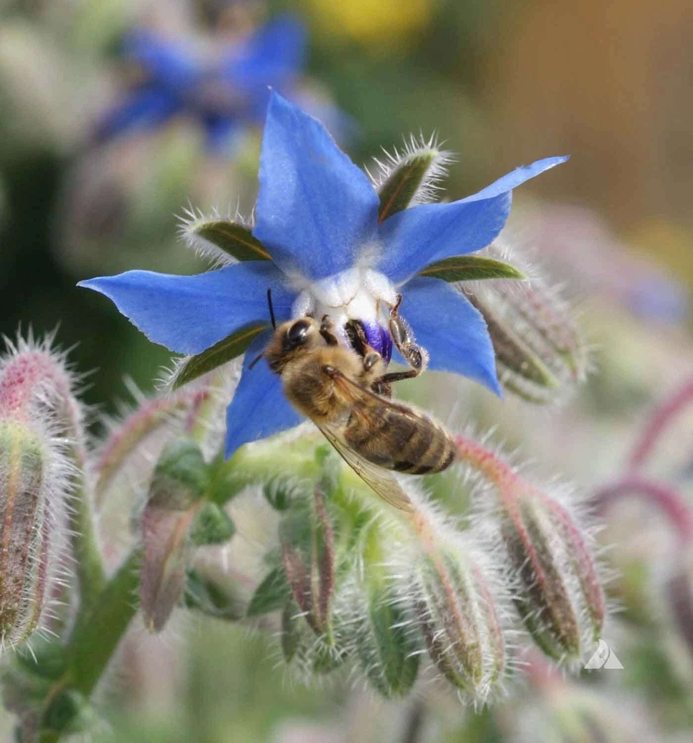BORAGE Blue Edible Herb Candied Flowers Companion to Tomatoes Seeds heirloom non-GMO seeds