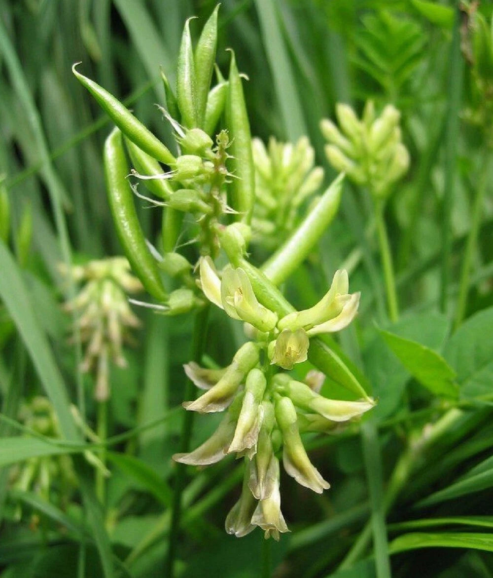 Astragalus membranaceus Seeds - Milkvetch Perennial Flowering Herb Huang Qi – Heirloom, Non-GMO, High Germination Organic Garden Seeds