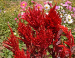 Celosia SCARLET PLUME Red CutFlowers Plumed Cockscomb Seeds heirloom non-GMO seeds