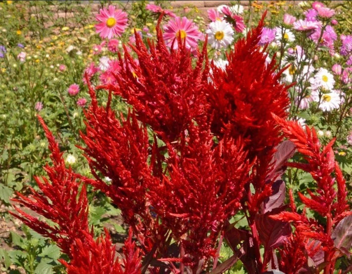 Celosia SCARLET PLUME Red CutFlowers Plumed Cockscomb Seeds heirloom non-GMO seeds