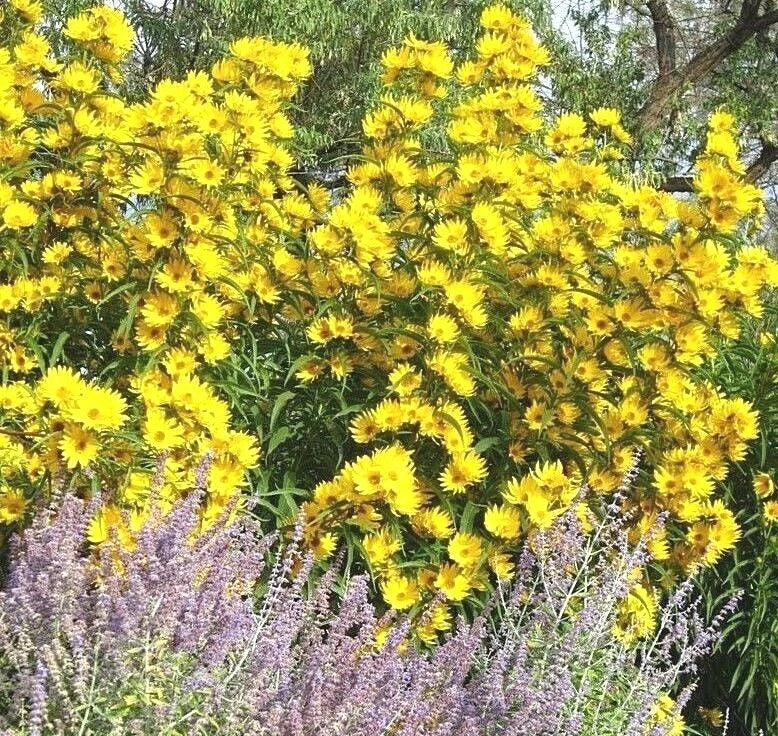 MAXIMILIAN Prairie SUNFLOWER Seeds Native Wildflower Heat Cold Drought Fence Helianthus annuus heirloom non-gmo seeds