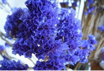 for Purple violet CRAPE MYRTLE rare flower exotic tree plant Seller heirloom non-GMO seeds