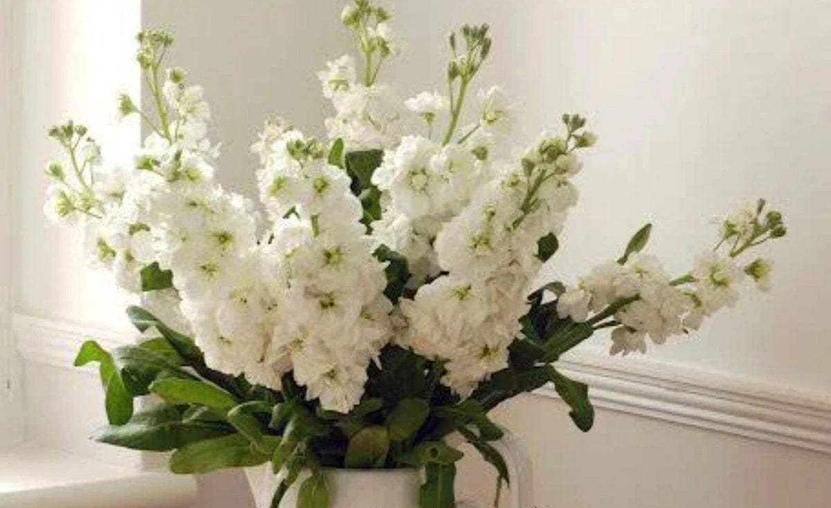 Column Stock White Goddess - seeds - Flower Matthiola incana – Heirloom, Non-GMO, High Germination Organic Garden Seeds