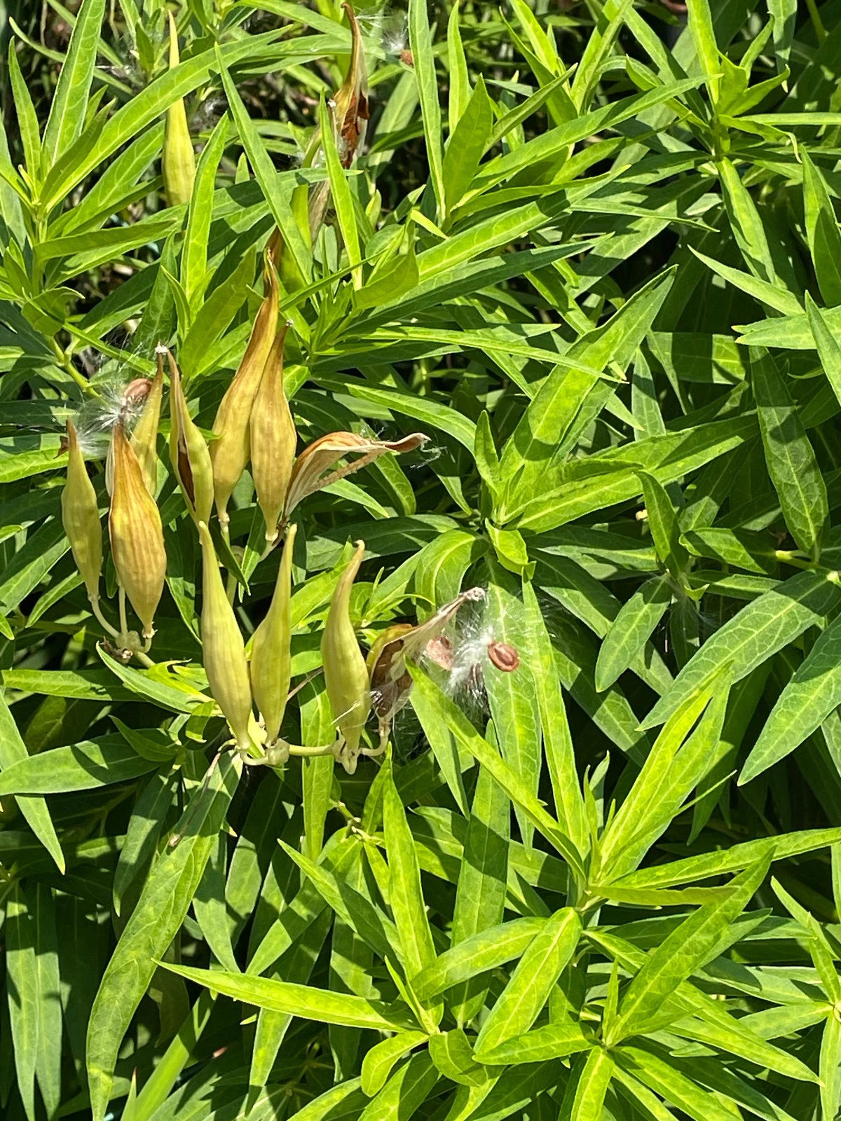 Swamp Milkweed Butterfly Seeds White Asclepias Perennis Pink Incarnata Seeds – Heirloom, Non-GMO, High Germination Organic Garden Seeds