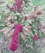 Amaranthus gangeticus Elephant Head Amaranth Seeds heirloom non-gmo seeds