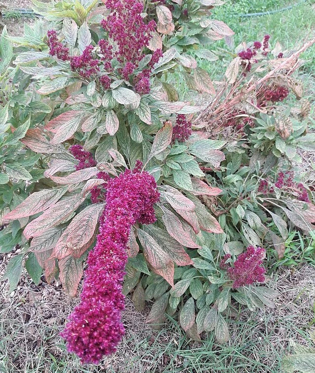 Amaranthus gangeticus Elephant Head Amaranth Seeds heirloom non-gmo seeds