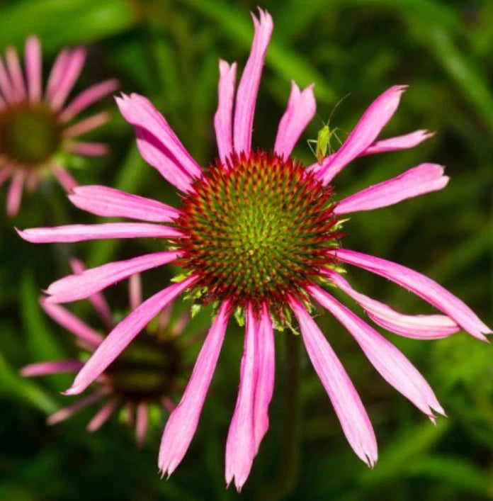 Coneflower NARROW LEAF PURPLE Perennial Medicinal Pollinators Seeds heirloom non-gmo seeds