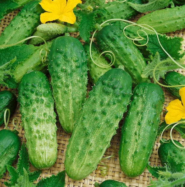 Cucumber Seeds BURPLESS BUSH SLICER F1 Containers Vine Seeds heirloom non-gmo seeds