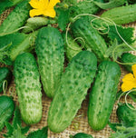 Cucumber Seeds BURPLESS BUSH SLICER F1 Containers Vine Seeds heirloom non-gmo seeds