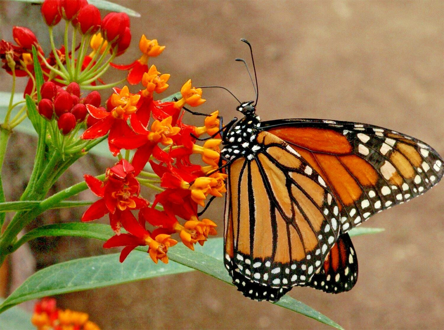 BLOODFLOWER Milkweed Flower Seeds Annual Wildflower Container Drought Heat Various Wildflower Species heirloom non-gmo seeds