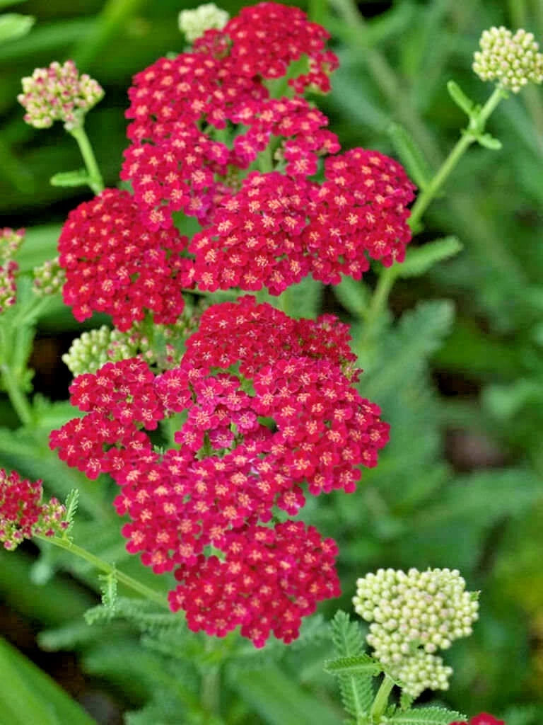 RUBRA YARROW Seeds Shipping Achillea Millefolium Herb Seeds – Heirloom, Non-GMO, High Germination Organic Garden Seeds