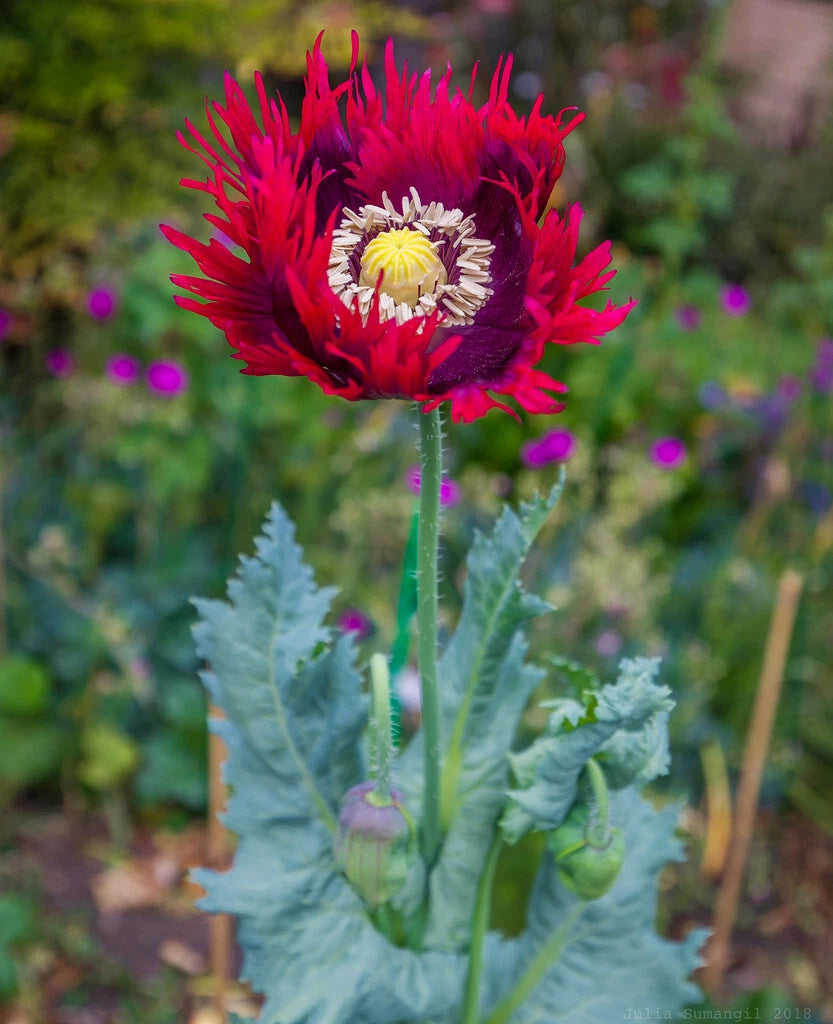 Drama Queen Poppy Seeds - P Somniferum - Stunning Red and Purple Blooms Papaver sp. heirloom non-gmo seeds