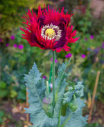 Drama Queen Poppy Seeds - P Somniferum - Stunning Red and Purple Blooms Papaver sp. heirloom non-gmo seeds