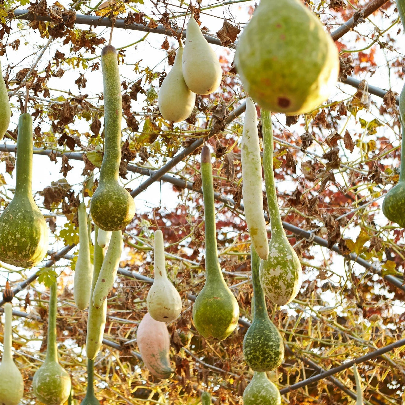 Dipper Gourd Seeds Genuine heirloom non-GMO seeds