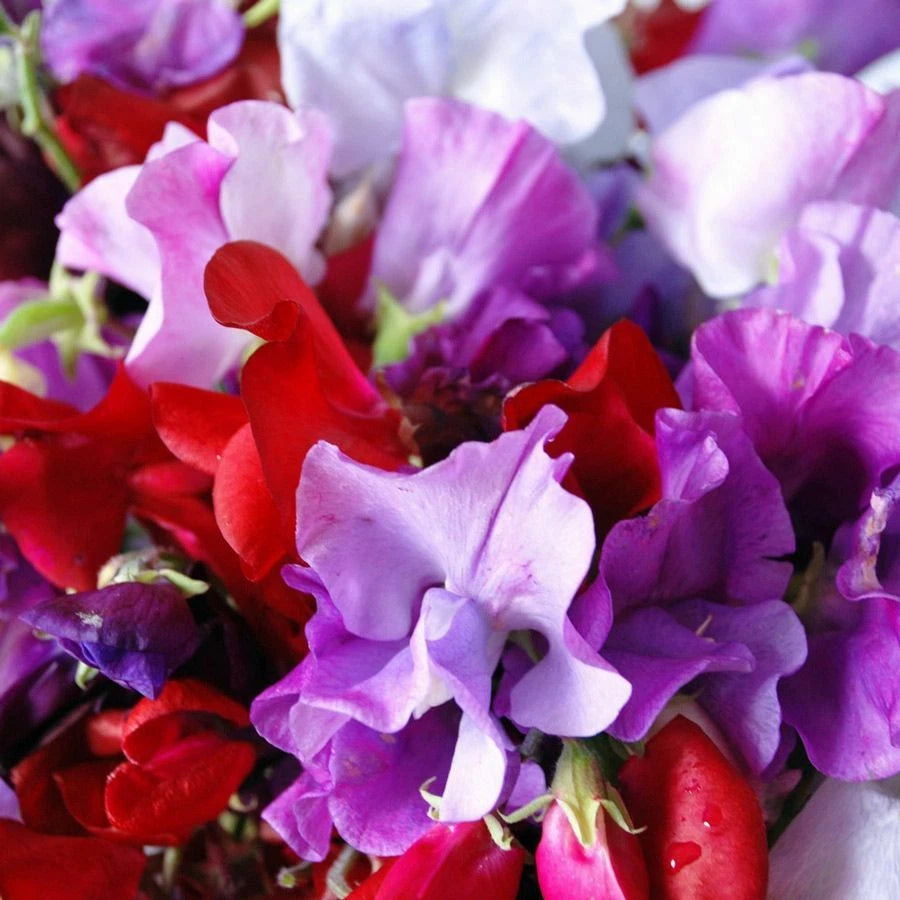 Royal Mix Sweet Pea Seeds Fragrant Red Pink Rose Garden Vine Flower Seed heirloom non-gmo seeds